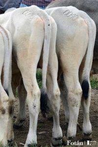 El baratillo, plasticidad visual, por Verónica Almanza Beltrán