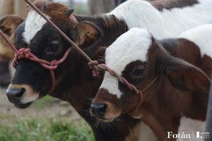El baratillo, plasticidad visual, por Verónica Almanza Beltrán