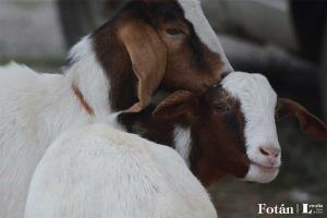 El baratillo, plasticidad visual, por Verónica Almanza Beltrán