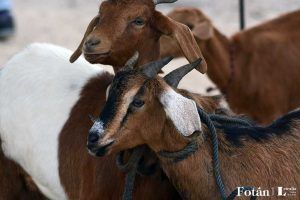 El baratillo, plasticidad visual, por Verónica Almanza Beltrán