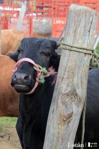 El baratillo, plasticidad visual, por Verónica Almanza Beltrán