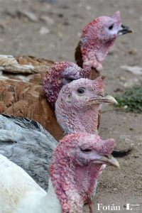 El baratillo, plasticidad visual, por Verónica Almanza Beltrán