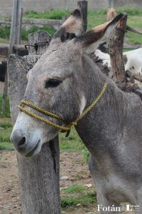 El baratillo, plasticidad visual, por Verónica Almanza Beltrán