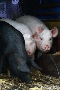 El baratillo, plasticidad visual, por Verónica Almanza Beltrán