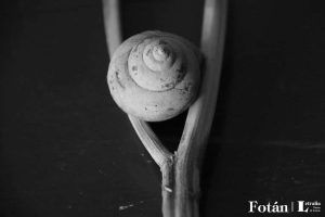 Espirales, por Wilfredo Carrizales