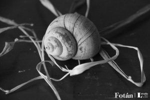 Espirales, por Wilfredo Carrizales