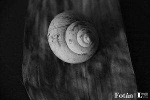 Espirales, por Wilfredo Carrizales