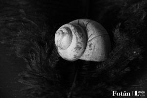 Espirales, por Wilfredo Carrizales