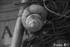 Espirales, por Wilfredo Carrizales