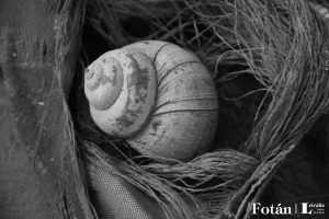 Espirales, por Wilfredo Carrizales