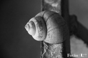 Espirales, por Wilfredo Carrizales