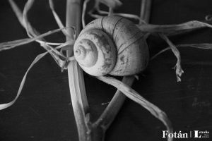 Espirales, por Wilfredo Carrizales