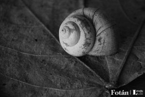 Espirales, por Wilfredo Carrizales