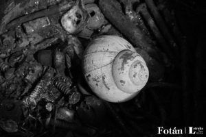 Espirales, por Wilfredo Carrizales