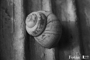 Espirales, por Wilfredo Carrizales