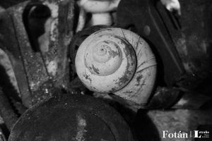 Espirales, por Wilfredo Carrizales