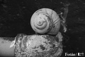 Espirales, por Wilfredo Carrizales