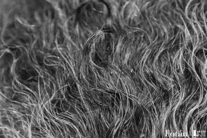 Fragmentos corporales, por Wilfredo Carrizales