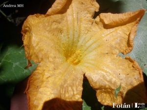 La fiesta en el jardín