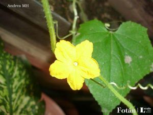 lafiestaeneljardin02