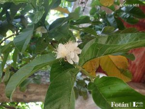 lafiestaeneljardin03