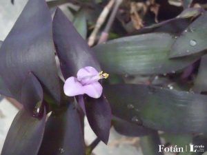 lafiestaeneljardin04