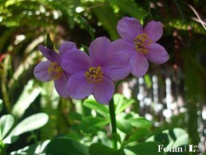 lafiestaeneljardin05