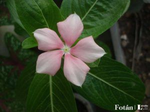 lafiestaeneljardin06