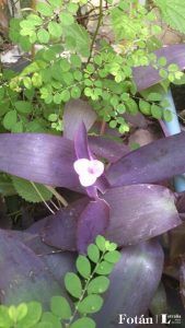 lafiestaeneljardin07