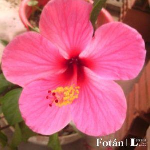 lafiestaeneljardin08