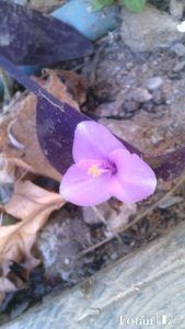 lafiestaeneljardin09