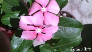 lafiestaeneljardin10