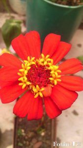 lafiestaeneljardin11