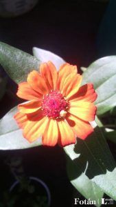 lafiestaeneljardin12