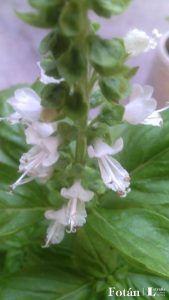 lafiestaeneljardin13