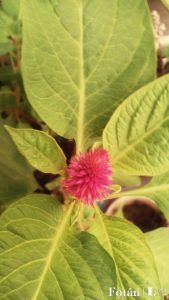 lafiestaeneljardin15