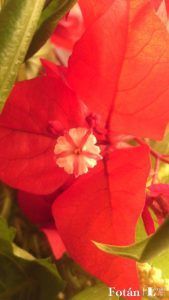 lafiestaeneljardin16