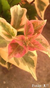 lafiestaeneljardin17