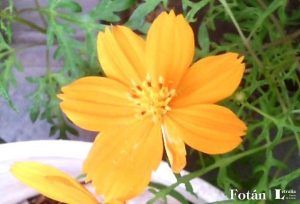 lafiestaeneljardin18