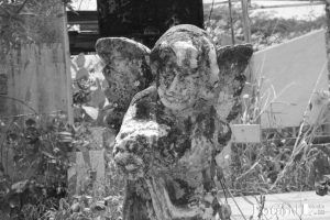 Naturaleza póstuma, por Wilfredo Carrizales