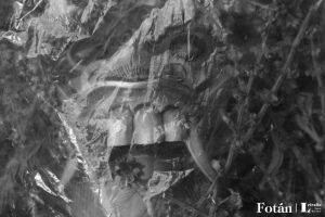 Rostros velados, por Wilfredo Carrizales