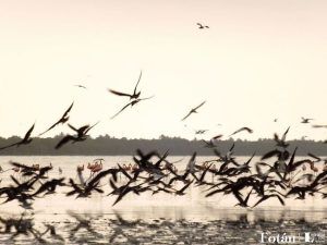 Caos aviario
