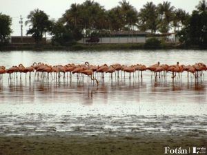Unare, la de los flamencos