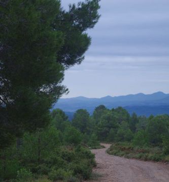 El cazador, por Vicente Adelantado Soriano