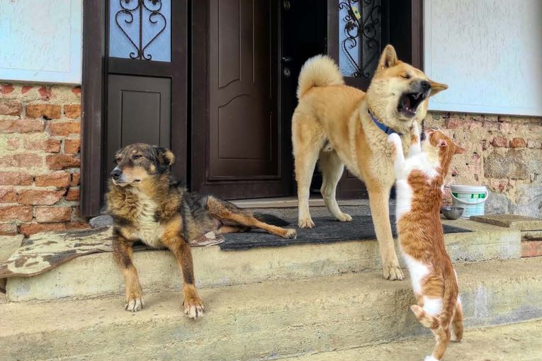 “Como perros y gatos”, antología compilada por Nesfran Antonio González Suárez