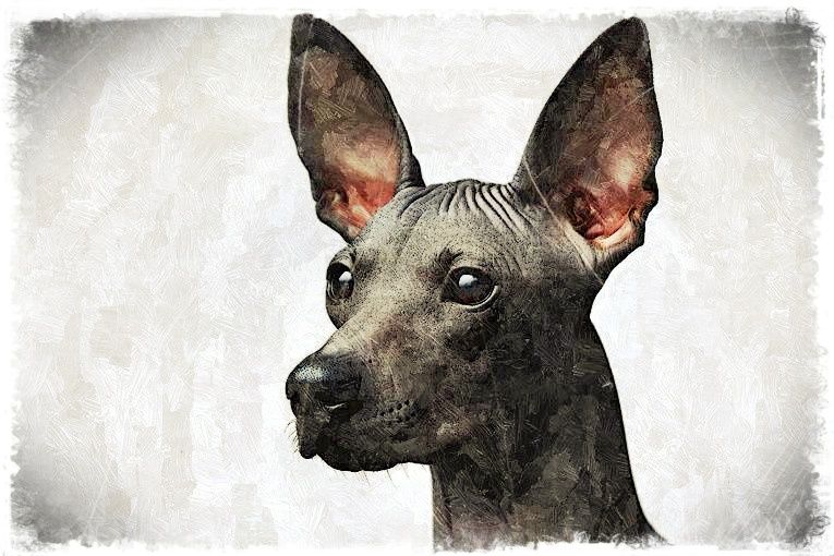 Xoloescuincle