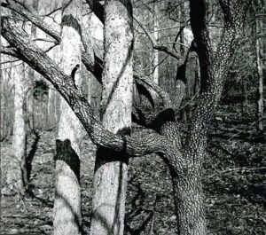 Fotografía de Thomas Merton
