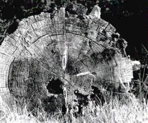 Fotografía de Thomas Merton